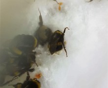 Bees 2